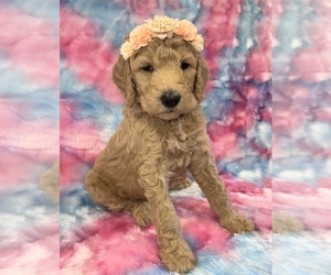 Poodle (Standard) Puppy for Sale in BUSHNELL, Florida USA