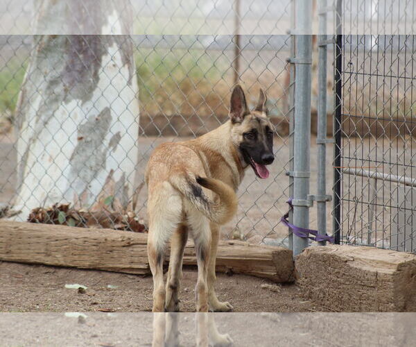 Medium Photo #1 German Shepherd Dog Puppy For Sale in El Centro, CA, USA