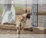 Small German Shepherd Dog