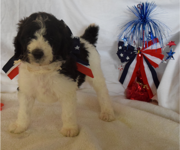 Medium Photo #1 Poodle (Standard) Puppy For Sale in INDEPENDENCE, MO, USA