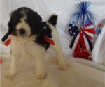 Small Photo #1 Poodle (Standard) Puppy For Sale in INDEPENDENCE, MO, USA