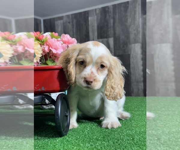 Medium Photo #1 Cocker Spaniel Puppy For Sale in CANOGA, NY, USA