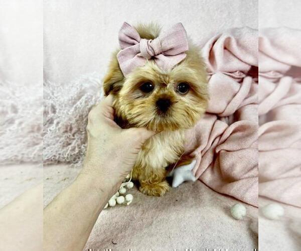 Medium Photo #12 Shih Tzu Puppy For Sale in DACULA, GA, USA