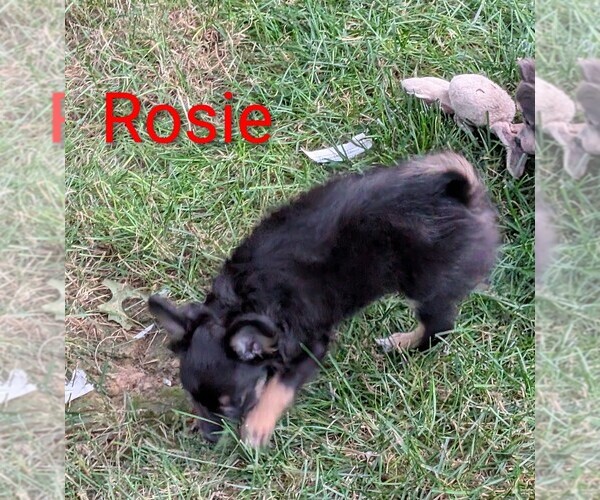 Medium Photo #4 Chihuahua Puppy For Sale in LEBANON, PA, USA