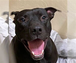 Mutt Dogs for adoption in Sanford, FL, USA