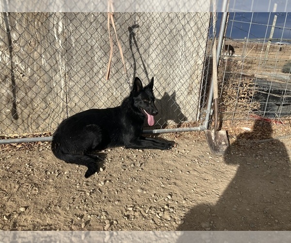 Medium Photo #1 German Shepherd Dog Puppy For Sale in FORT COLLINS, CO, USA