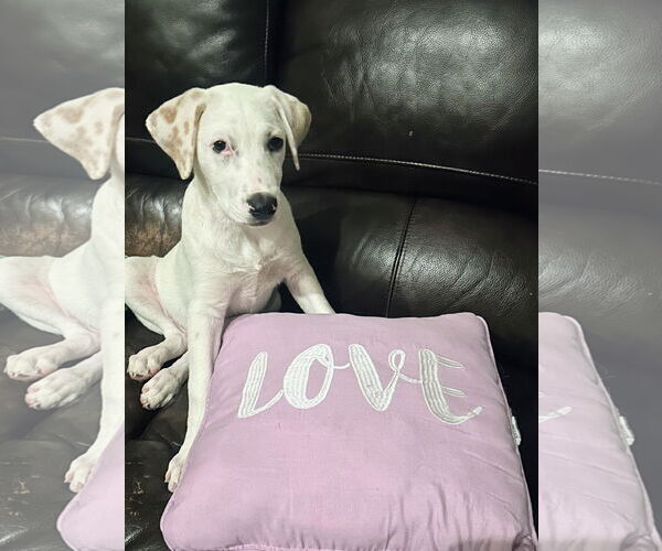 Medium Photo #14 Labrador Retriever-Unknown Mix Puppy For Sale in Rockaway, NJ, USA