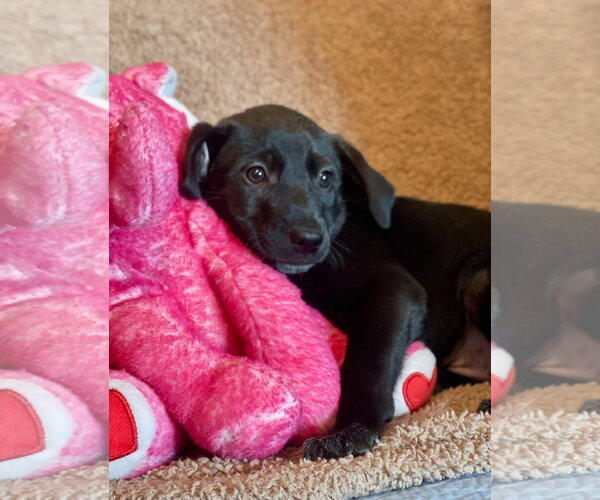 Medium Photo #6 Labrador Retriever-Unknown Mix Puppy For Sale in Rockaway, NJ, USA