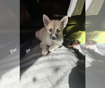 Small #79 Pomsky