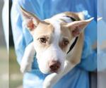 ROSHI - Male American Staffordshire Terrier-Chinese Shar-Pei Mix Dog for Adoption - Small photo