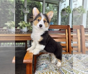 Pembroke Welsh Corgi Puppy for sale in NOBLESVILLE, IN, USA