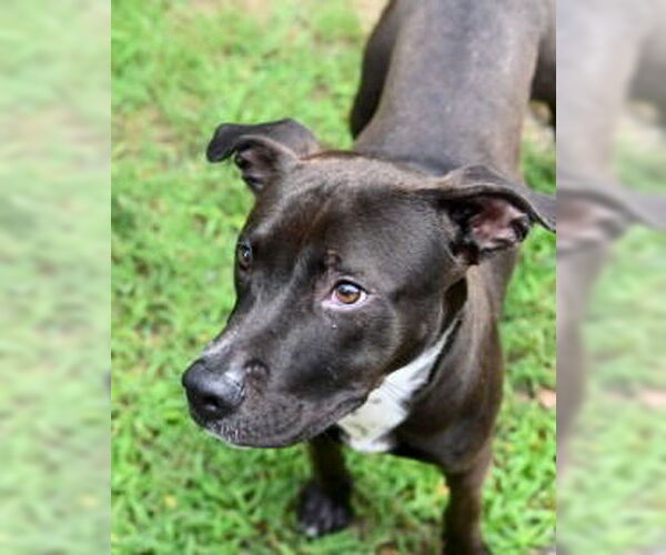 Medium Photo #5 American Pit Bull Terrier-Staffordshire Bull Terrier Mix Puppy For Sale in Glen Allen, VA, USA