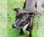 Small Photo #5 American Pit Bull Terrier-Staffordshire Bull Terrier Mix Puppy For Sale in Glen Allen, VA, USA