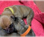 Small Photo #1 Great Dane Puppy For Sale in BURLESON, TX, USA