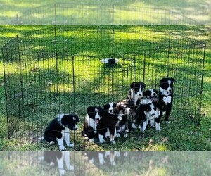 Border Collie Puppy for sale in HUNTINGTON, TX, USA