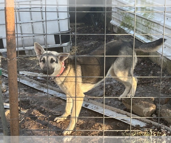 Medium Photo #1 German Shepherd Dog Puppy For Sale in BRIGHTON, MO, USA