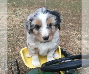 Australian Shepherd Puppy for sale in HAVEN, KS, USA