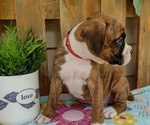 Small #2 Boxer