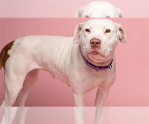 Mutt Dogs for adoption in Easton, MD, USA