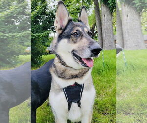 German Shepherd Dog-Huskies  Mix Dogs for adoption in Princeton, MN, USA