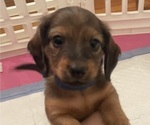 Puppy Blue Dachshund