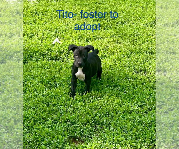 Medium Photo #1 Mutt Puppy For Sale in Topeka, KS, USA