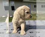 Small Photo #48 Goldendoodle Puppy For Sale in HOWARD CITY, MI, USA