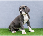 Small Photo #111 Great Dane Puppy For Sale in WAKARUSA, IN, USA