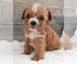 Puppy Puppy 4 Male Cavapoo