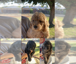 Poodle (Standard) Puppy for sale in CHOWCHILLA, CA, USA