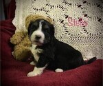 Small Photo #2 Bernedoodle Puppy For Sale in CLARE, MI, USA