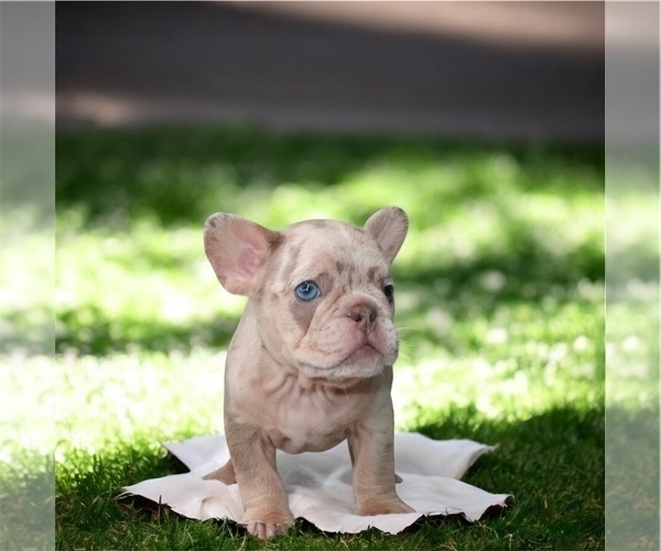 Medium Photo #5 French Bulldog Puppy For Sale in ATLANTA, GA, USA