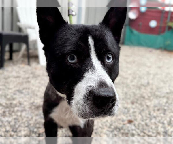 Medium Photo #1 Mutt Puppy For Sale in Petaluma, CA, USA