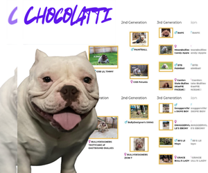 Mother of the American Bully puppies born on 04/30/2025