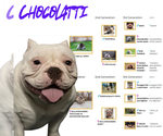 Small Photo #1 American Bully Puppy For Sale in LANCASTER, PA, USA