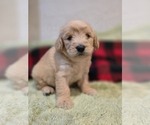 Small #3 Goldendoodle