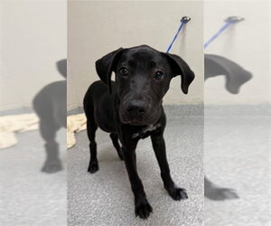 American Pit Bull Terrier-Labrador Retriever Mix Dogs for adoption in Pasadena, TX, USA