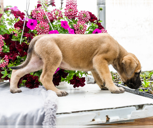 Medium Photo #14 Mastiff Puppy For Sale in WAKARUSA, IN, USA
