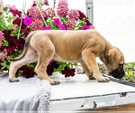 Small #13 Mastiff