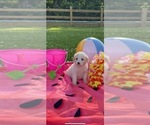 Small Photo #10 Pyredoodle Puppy For Sale in TRENTON, GA, USA