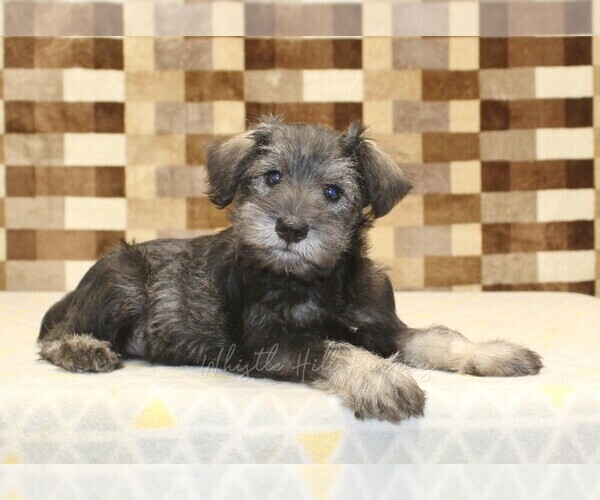Medium Photo #2 Schnauzer (Miniature) Puppy For Sale in DENVER, PA, USA