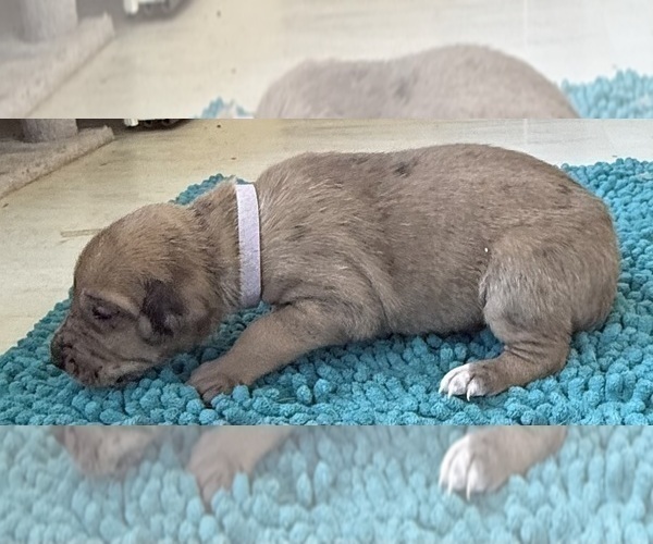 Medium Photo #5 Great Dane Puppy For Sale in GALLOWAY, OH, USA