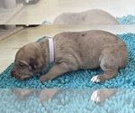 Small #4 Great Dane