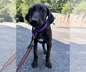 Mutt Dogs for adoption in Sterling, MA, USA