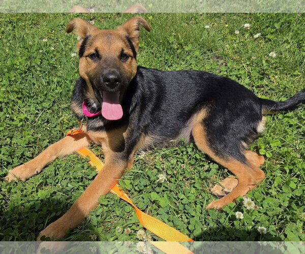 Medium Photo #3 Mutt Puppy For Sale in Woodbury, NY, USA