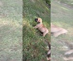 Small #8 Bullmastiff