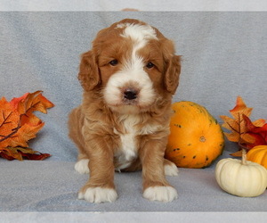 Goldendoodle (Miniature) Puppy for sale in MILLERSBURG, OH, USA