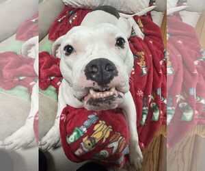 Moo - Female American Pit Bull Terrier Dog for Adoption - Photo #4