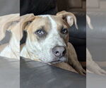 Small #4 Mastiff Mix