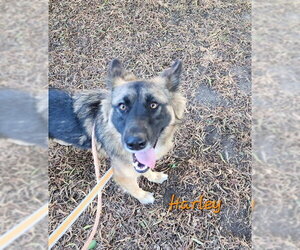 German Shepherd Dog Dogs for adoption in Santa Barbara, CA, USA